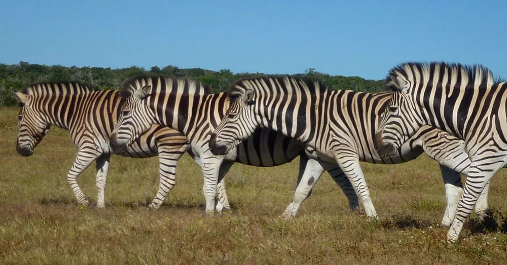A photo taken by Jacob Padilla. Location: South Africa